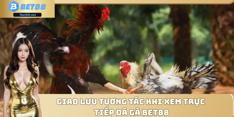 Giao lưu tương tác khi xem trực tiếp đá gà Bet88