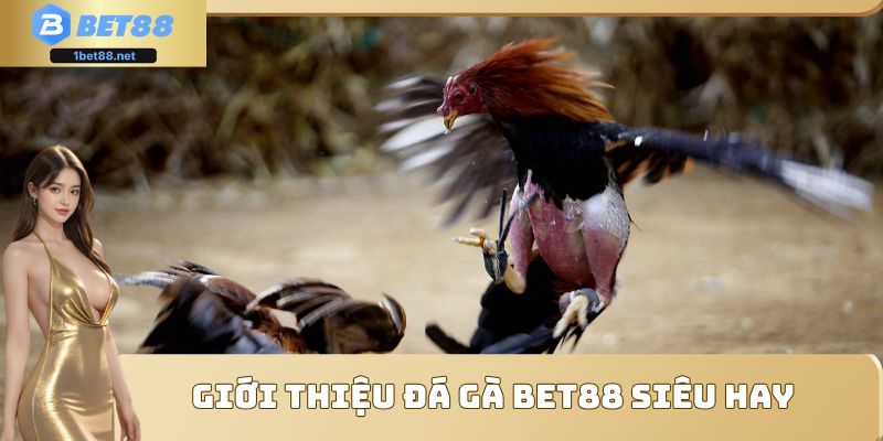 Giới thiệu đá gà Bet88 siêu hay